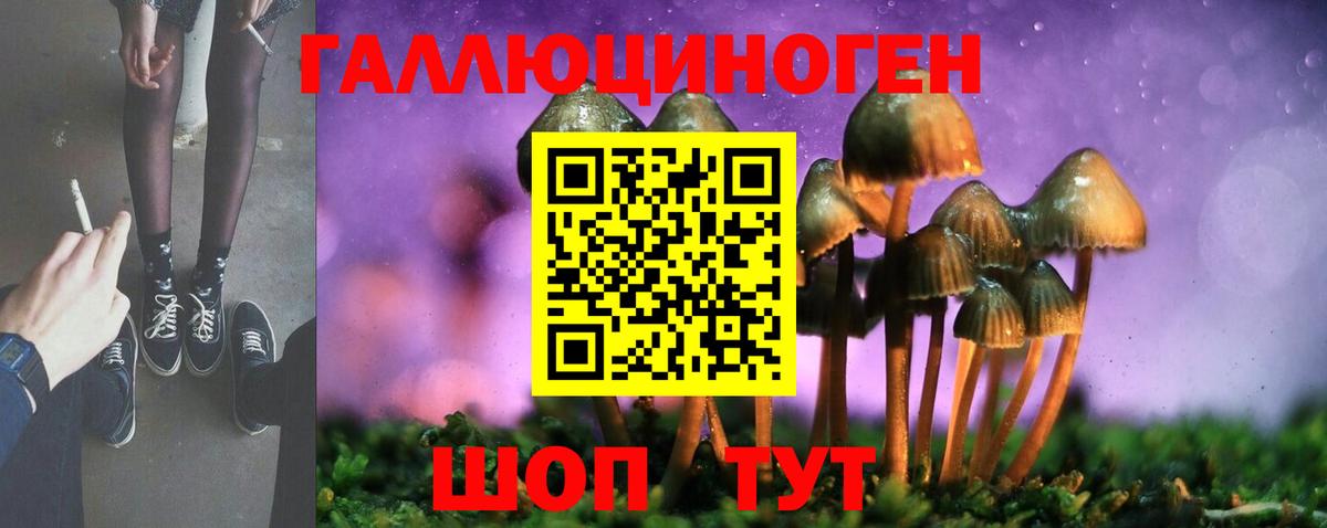 как найти   Вход с VPN  Курчатов  Галлюциногенные грибы Psilocybe  Галлюциногенные грибы мицелий 